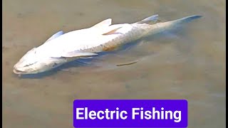 Electrical Fishing In River  Electric Fishing  Electrical Fishing Videos [upl. by Artenahs879]