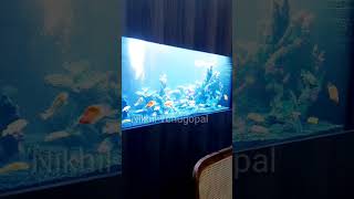 new cichlid tank at kasaragod🥰🥰 [upl. by Negroj]