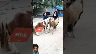 horse pony animals cute love duetz comedyfilms dormido funnycomedy horselover [upl. by Dun]