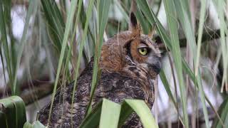 Great Horned Owl screeching call [upl. by Leizo]