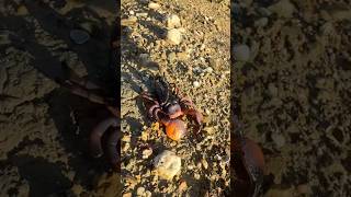 Il se déplace super vite 😨 scorpion wildlife exploration nature humour [upl. by Akissej885]