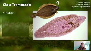 Class Trematoda Flukes not Flounder [upl. by Angy]