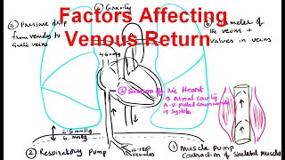 Factors Affecting venous Return venous return [upl. by Keene]