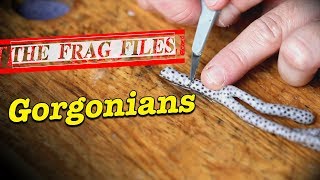 The Frag Files Gorgonians  Gallery Aquatica TV [upl. by Titus692]