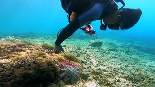 CrownofThorns Starfish [upl. by Sabine928]