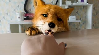 The fox came to bite off my finger [upl. by Orimar864]