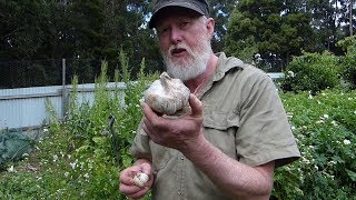 GARLIC Harvest  Which Type is Best [upl. by Normak]