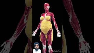 subcutaneous fats in womenscience doctorloveryoutubeshortfeed bodyscience [upl. by Oberg715]