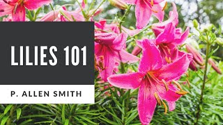 Lilies 101 Care Types and Handling [upl. by Alansen]