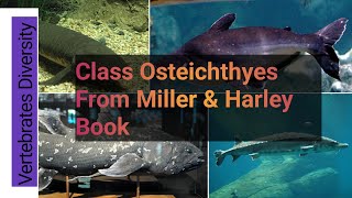 Class Osteichthyes Bony Fishes what is Bony Fishes [upl. by Jc]