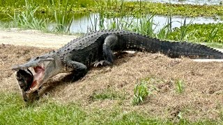 Alligator eating Turtle at Lake Apopka Wildlife Drive FL [upl. by Iruahs998]