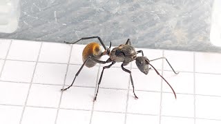 Polyrhachis laboriosus Nigeria [upl. by Aronel]