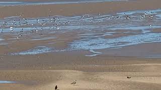 4K60FPSHIRES 🚶 Coastal walk Leasowe Lighthouse to Hoylake Lifeboat Station 🚶 August 30th 2024 [upl. by Mervin174]