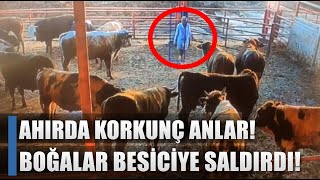 Öfkeli Boğalar Besiciye Saldırdı Yerde Sürükledi İşte O Mucize Kurtuluş  AGRO TV HABER [upl. by Neelrihs981]