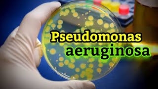 Ultimate Guide to Pseudomonas aeruginosa Causes Symptoms Treatment and Prevention English [upl. by Gretel550]