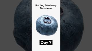 Rotting Blueberry timelapse food blueberry [upl. by Marek550]