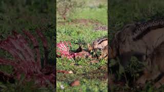 Jackal feeding on a young wildebeest wildlife africanwildlife animals [upl. by Reese437]