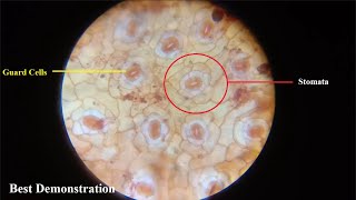 Biology Demo  viewing stomata of leaf under compound microscope  Grade 712 [upl. by Joete]