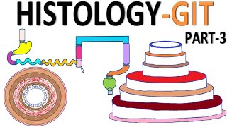 Histology of Gastrointestinal Tract GITPart 3 [upl. by Jerome]