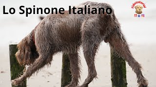 Lo Spinone Italiano  caratteristiche e curiosità [upl. by Asaeret]