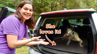 I Made a Car Liner for my Greyhound [upl. by Dric]