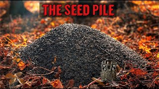 We Left a PILE OF SUNFLOWER SEEDS in the Woods Heres what happened Trail Camera The Seed Pile [upl. by Dnomad]