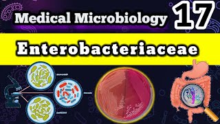 Enterobacteriaceae Family 🦠 شرح بالعربي [upl. by Jehoash]