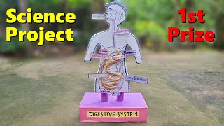 Human digestive system working model  Science project model  2024 [upl. by Nwaf]