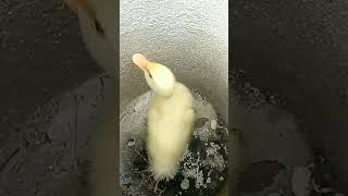 excited voice from my beloved duckling shorts shortstrending duckling [upl. by Holbrook]