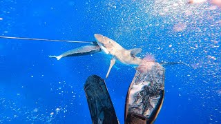 SPEARFISHING FOR DOGTOOTH TUNA  CLOSE ENCOUNTERS  FIGHTING OFF SHARKS 500KM OUT TO SEA🦈 CORAL SEA [upl. by Dulcy]