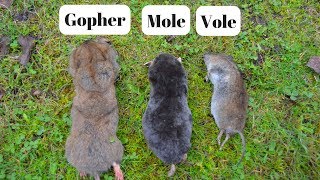 How To Identify If You Have Gophers Moles Or Voles Digging Up Your Yard [upl. by Ttenyl64]