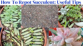 How To Repot Your Succulent  Useful Tips [upl. by Anjali]