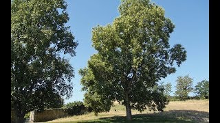 Gewöhnliche Robinie Robinia pseudoacacia [upl. by Sacrod296]