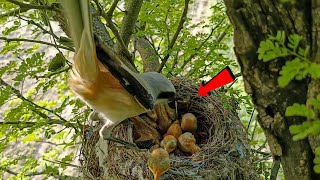 Longtailed shrike bird took something from the nest birdswithme107 [upl. by Aissyla233]