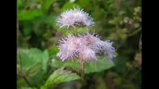 紫花霍香薊Tropic Ageratum  Floss Flower [upl. by Bergstein]