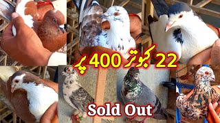 22 Pigeons ForSale  Watsap Only  ForSale Pigeon [upl. by Marita426]