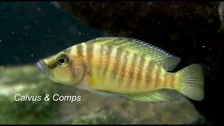 Fincasters Episode 77Altolamprologus compressiceps and calvus [upl. by Tyika45]