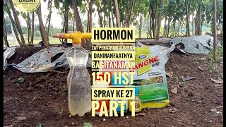 Bertani Cabai Ori 212 150 Hst Spray ke 27 [upl. by Athalee]