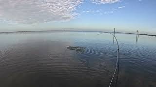 redfish on the jr ep mullet [upl. by Weidar]