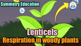 Respiration in woody plants Lenticels Biology Class10 Science [upl. by Mehta360]