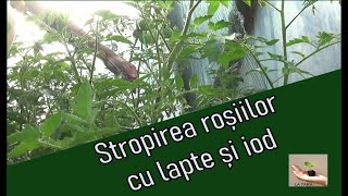 Stropirea roșiilor cu lapte și iod [upl. by Trude174]