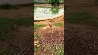 Ayam vs 100 Buaya shorts [upl. by Reynard744]