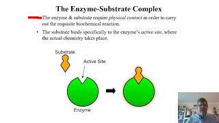 Biochemistry Lecture 8 [upl. by Zendah]