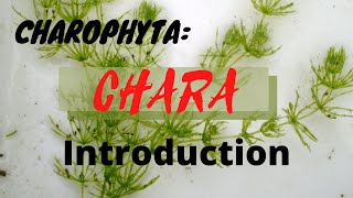 LECTURE 4 CHAROPHYTA CHARA INTRODUCTION ADSBSCMSCBS [upl. by Aluor]