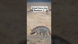 Hyenas  Video Blackbuck Close  shorts shortsviral hyena [upl. by Marys337]