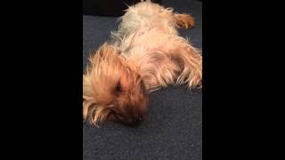 Yorkshire terrier barking in his sleep [upl. by Douty]