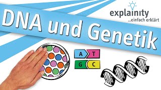 DNA und Genetik einfach erklärt explainity® Erklärvideo [upl. by O'Toole]