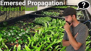 How To Propagate The EASIEST Aquarium Plant Emersed FAST [upl. by Yecam]