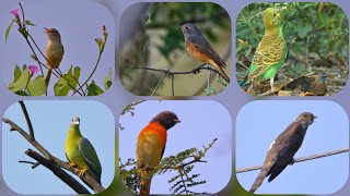 Morning Birding 30102024 [upl. by Sirromed]