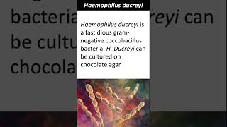 Haemophilus ducreyi  Quick Learn Micro  KK Tutorials  Microbiology Shorts [upl. by Ambler]